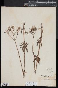 Valeriana sitchensis subsp. uliginosa image