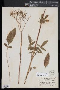 Valeriana sitchensis subsp. uliginosa image