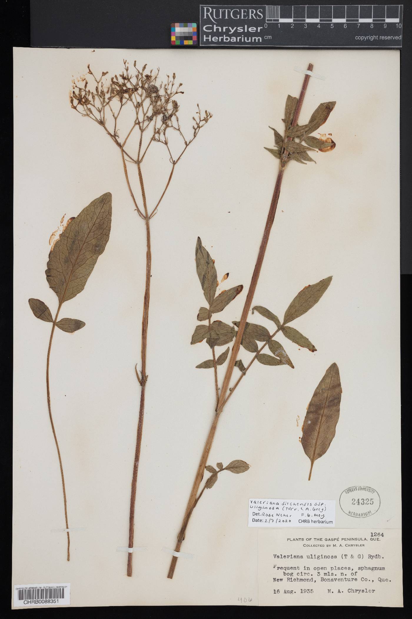 Valeriana sitchensis subsp. uliginosa image