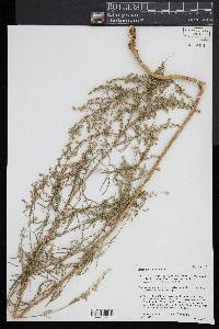 Artemisia dracunculus image