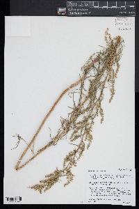 Artemisia dracunculus image