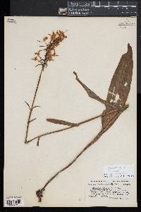 Platanthera ciliaris image