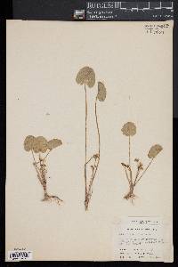 Hydrocotyle hirsuta image