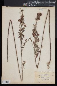 Lespedeza capitata image