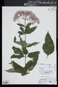 Eutrochium dubium image