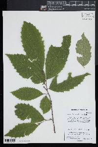 Castanea dentata image