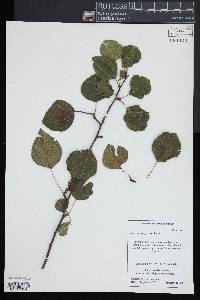 Pyrus calleryana image