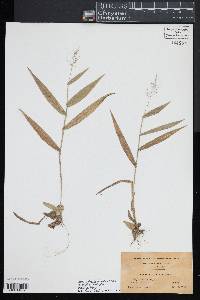 Dichanthelium polyanthes image