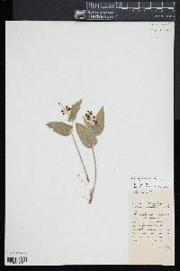 Maianthemum canadense image