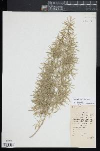 Asparagus aethiopicus image