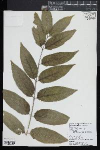 Ailanthus altissima image