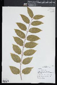 Ailanthus altissima image