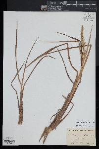 Echinochloa walteri image