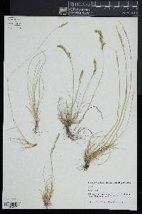 Festuca ovina image