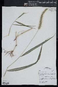 Setaria faberi image