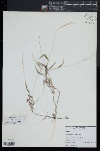 Digitaria radicosa image