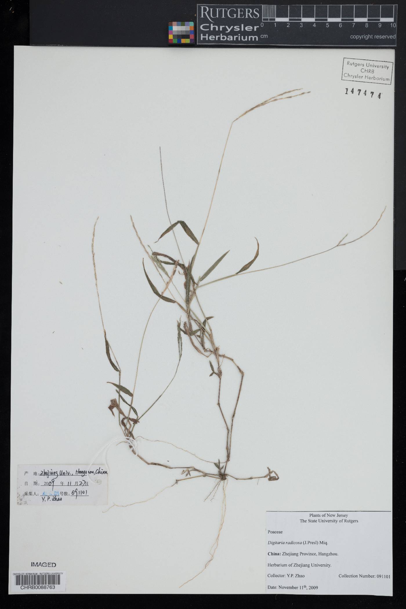 Digitaria radicosa image