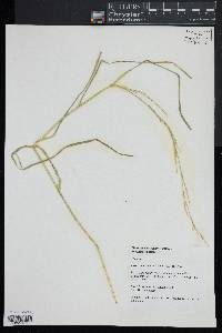 Glyceria melicaria image