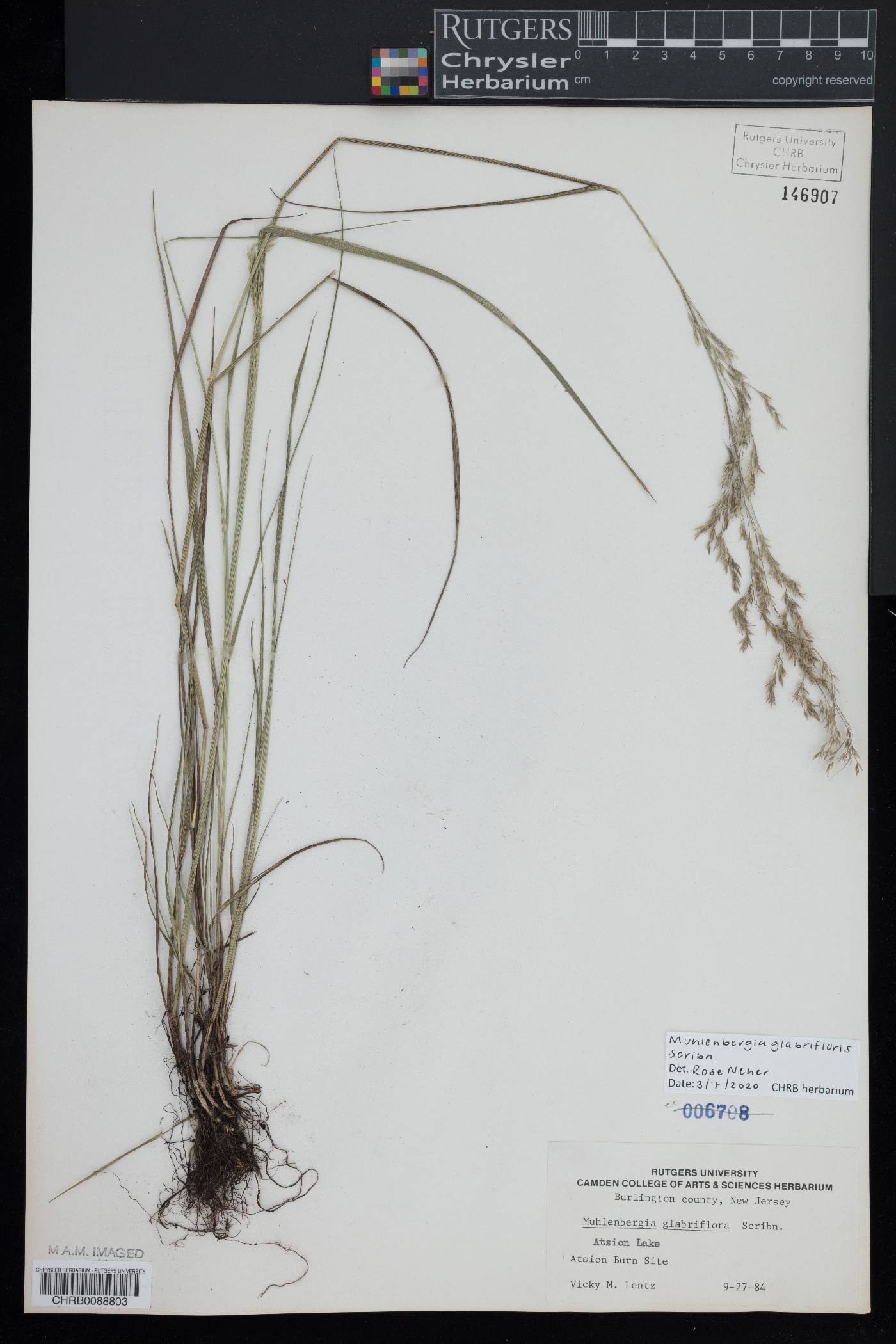 Muhlenbergia glabrifloris image