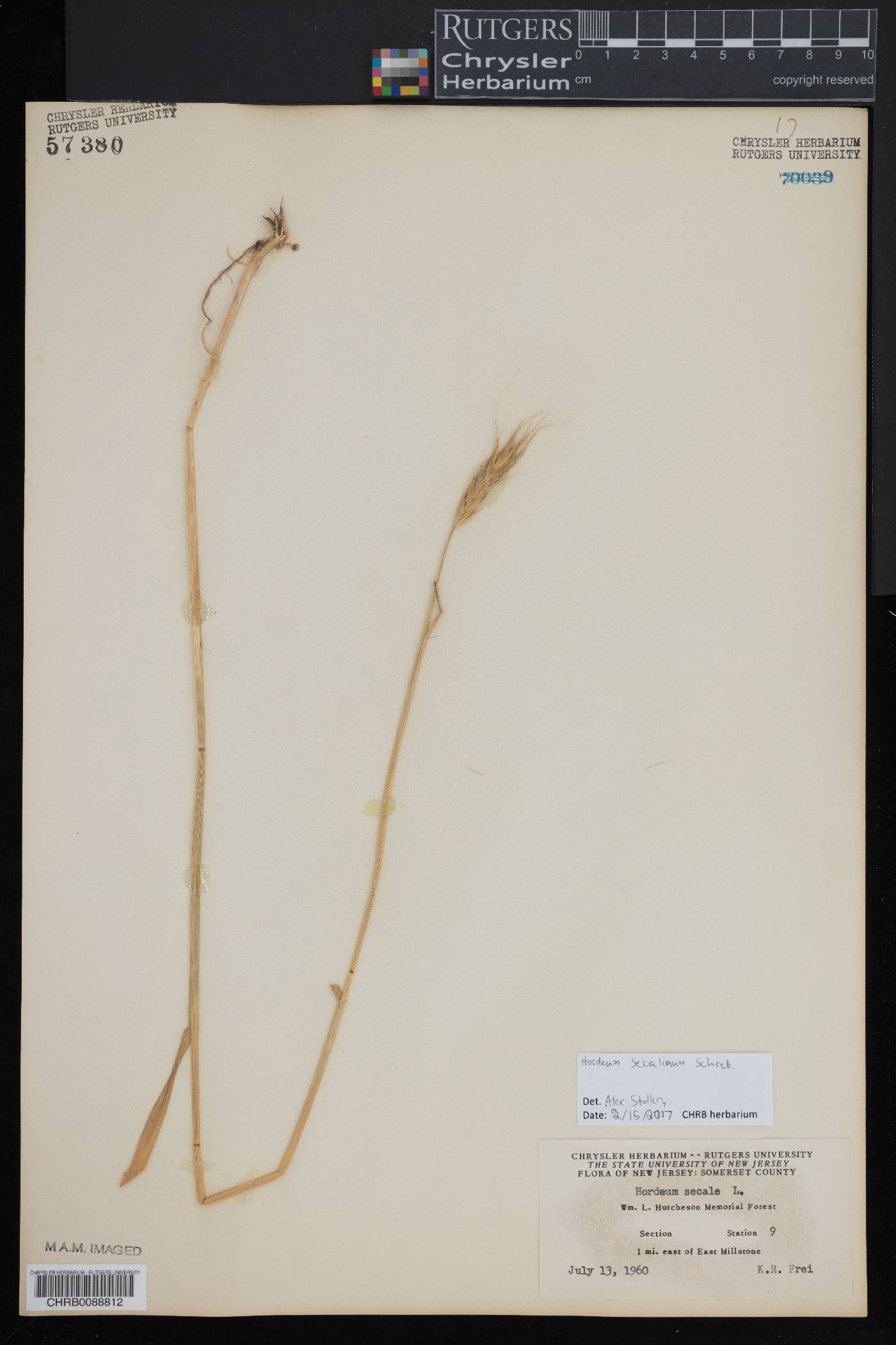 Hordeum secalinum image