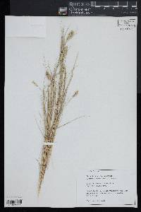 Spartina patens image