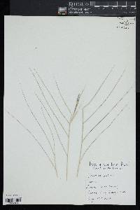 Spartina patens image