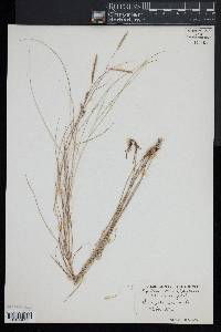 Spartina patens image