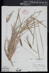 Eustachys petraea image