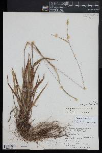 Paspalum setaceum var. ciliatifolium image