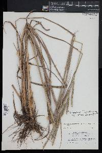 Paspalum floridanum image