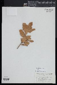 Quercus x undulata image