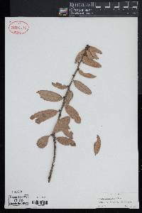 Quercus virginiana image