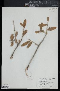 Quercus virginiana image