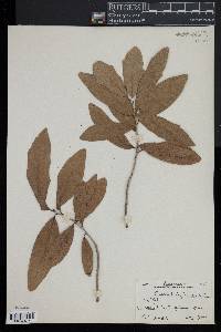 Quercus virginiana image