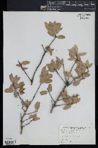 Quercus wislizeni image