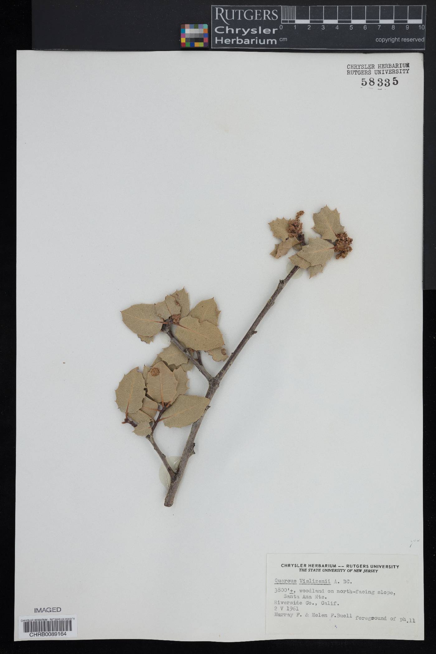 Quercus wislizeni image
