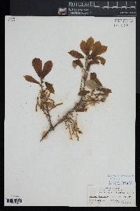 Quercus wutaishanica image