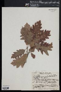 Quercus x stelloides image