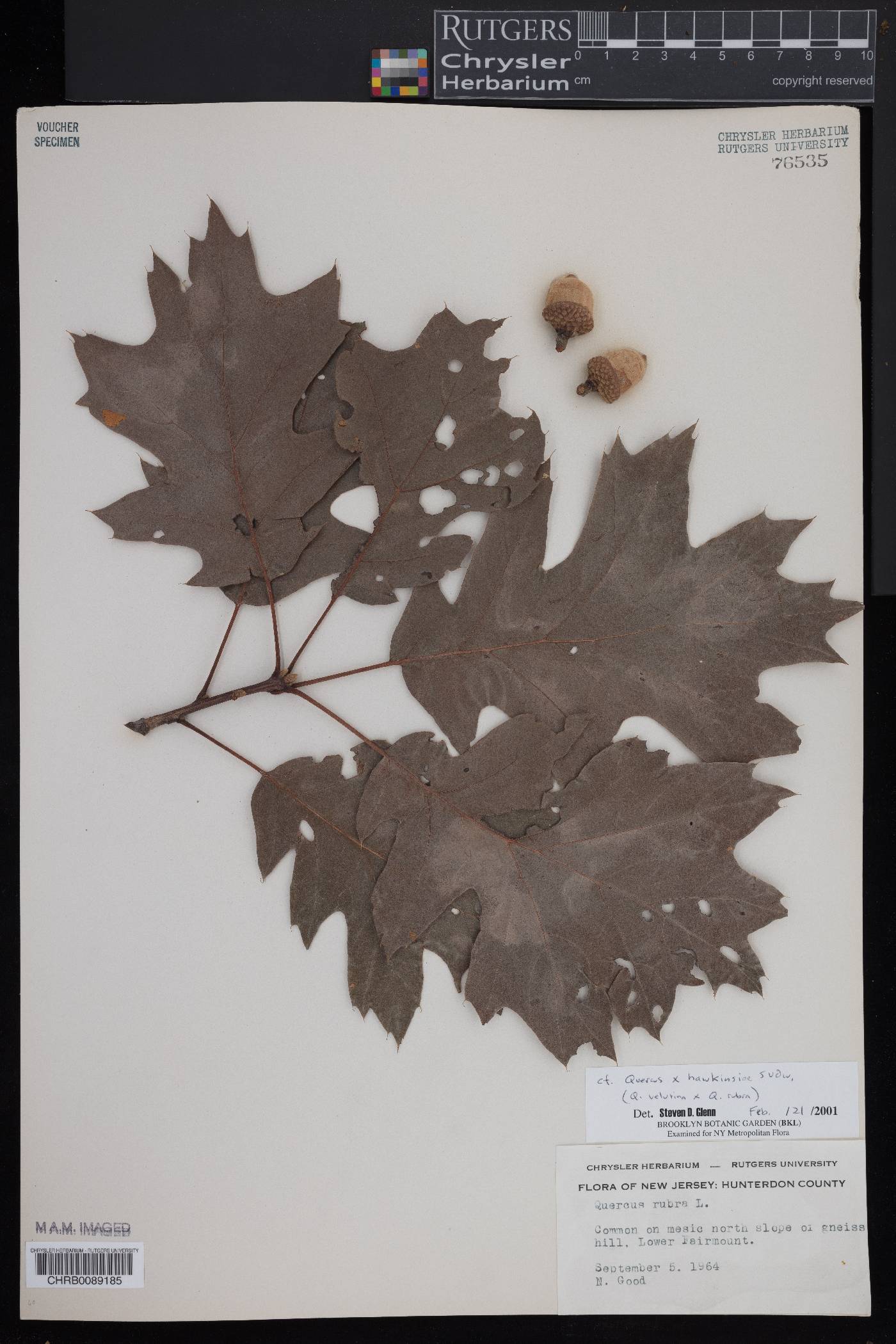 Quercus × hawkinsiae image