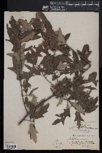 Image of Quercus x giffordii