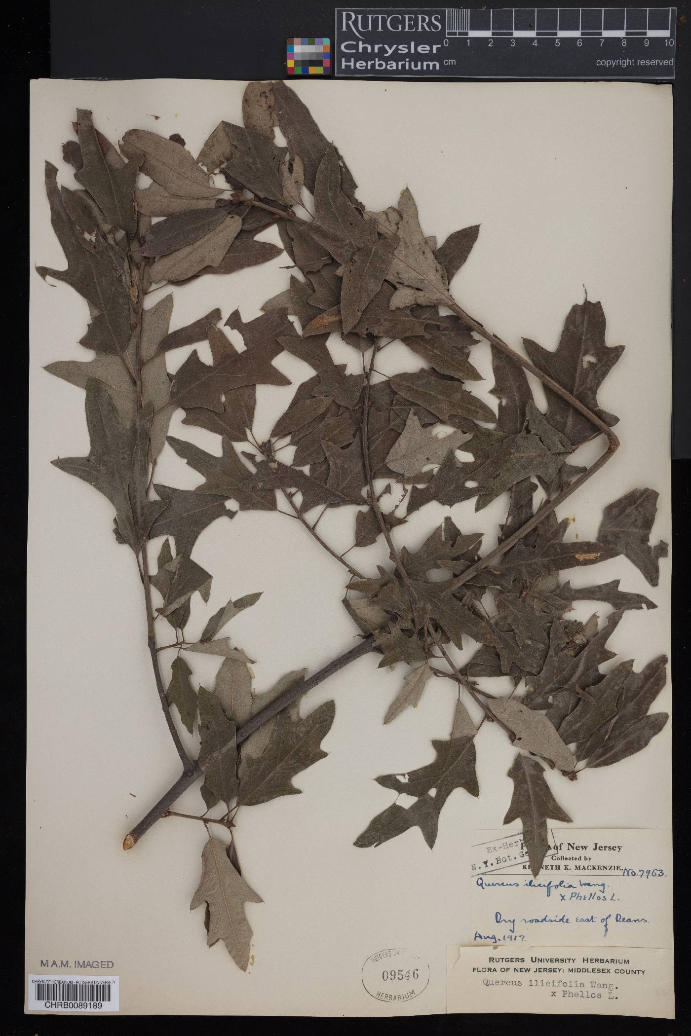 Quercus x giffordii image