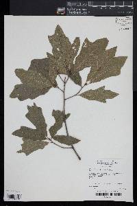 Quercus filialis image