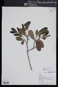 Myrica caroliniensis image