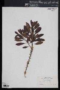 Myrica cerifera image