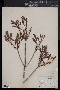 Myrica cerifera image