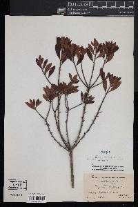 Myrica cerifera image