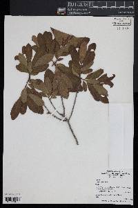 Myrica cerifera image