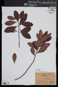 Myrica caroliniensis image