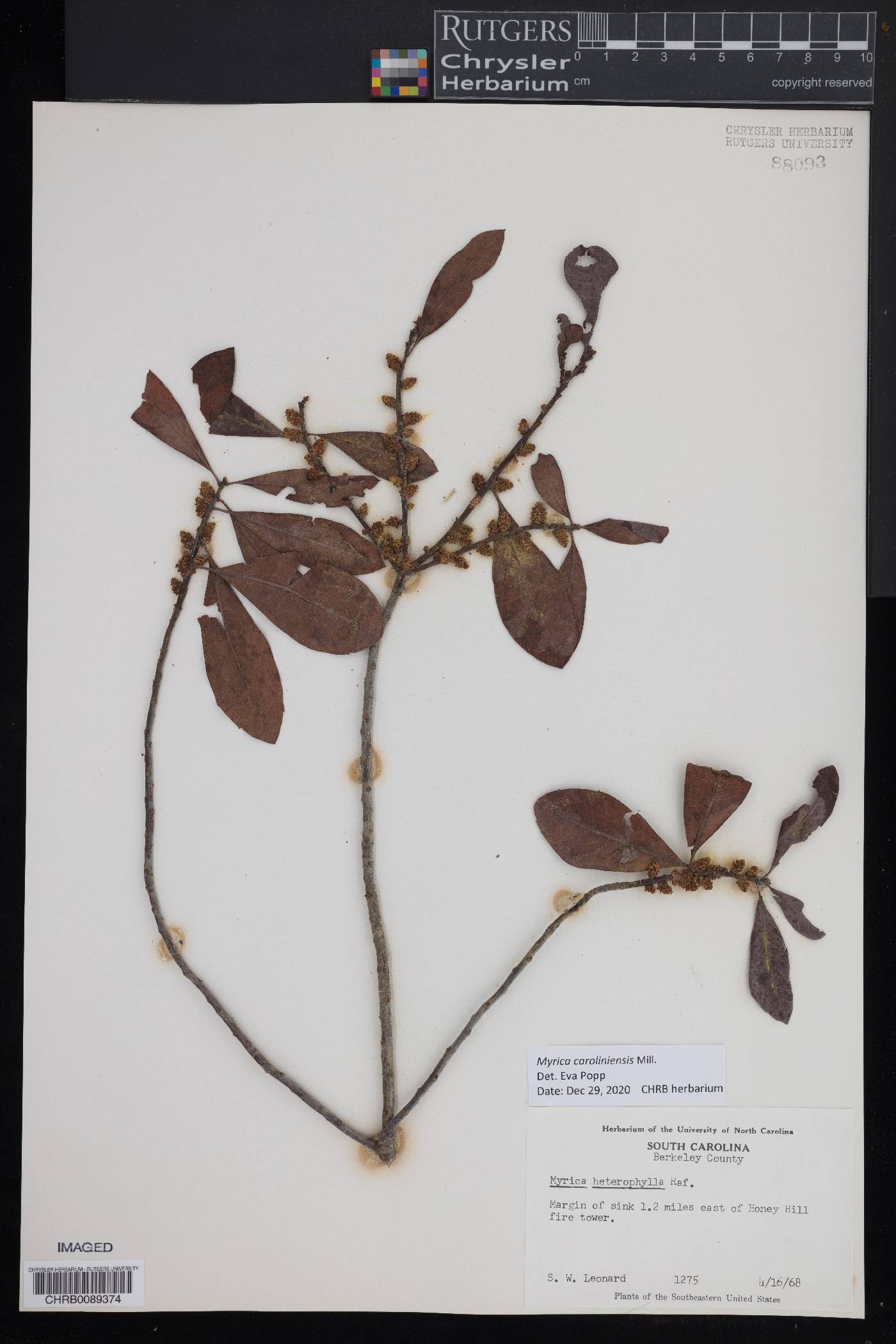 Myrica caroliniensis image