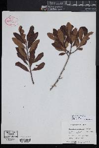 Myrica pensylvanica image